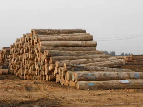 【48812】美国华盛顿特区的首个大规模选用木质资料的修建